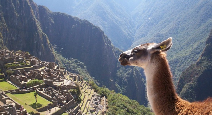 Un décor pour lamas